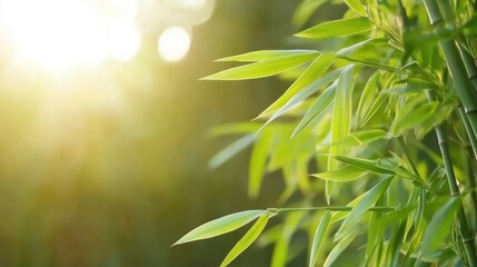Obraz premium Lush Green Bamboo Forest Grove in Golden Sunlight Close Up Natural Beauty Serene Environment Asian Inspired Zen Garden Tranquil Scene