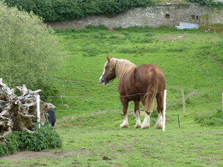Breton draught horse seen from behind in a meadow - Cheval de trait breton vue de dos dans un pr&eacute;