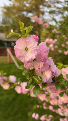 Close-up of a Chinese almond blossom - Gros plan sur une fleur d'un amandier de Chine