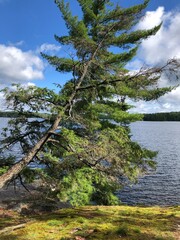 pine tree on the shore of lake