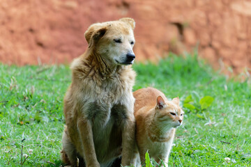 dog and cat on the grass