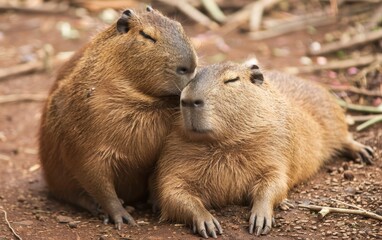 Two capybaras sharing an affectionate moment on a dirt ground.
