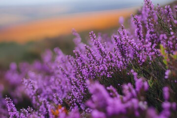 Vibrant purple heather blossoms in a field.  Close-up view of colorful flowers against a soft, hazy backdrop