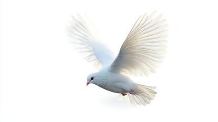 Fototapeta premium Majestic white dove in flight, a symbol of peace and purity on white