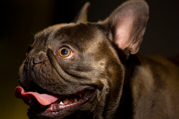 bulldog frances