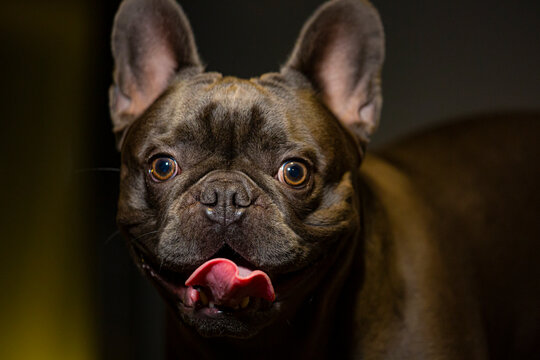 bulldog frances