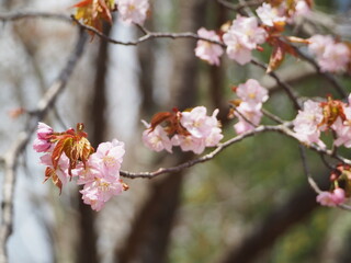 美しいエゾヤマザクラ
