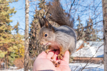 Squirrel eats nuts from a man's hand. Caring for animals in winter or autumn.