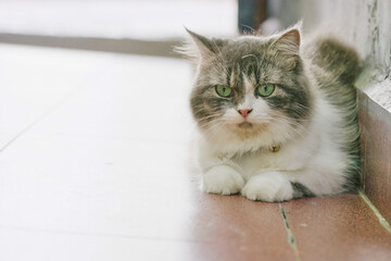 Fluffy Long-Haired Cat Indoors with Green Eyes and Soft Light