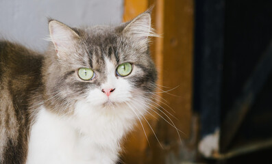 Fluffy Long-Haired Cat Indoors with Green Eyes and Soft Light