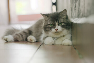 Fluffy Long-Haired Cat Indoors with Green Eyes and Soft Light