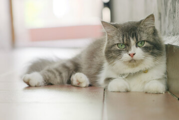 Fluffy Long-Haired Cat Indoors with Green Eyes and Soft Light