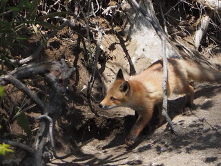 キタキツネの仔がいる風景