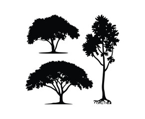 Mahogany Tree Silhouette Vector Template on White Background