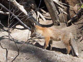 キタキツネの仔がいる風景