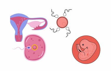 Male and female sperm human body egg. 