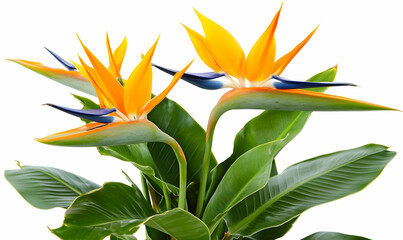 Obraz premium Vibrant Bird of Paradise flowers in full bloom, showcasing their striking orange and blue hues against a crisp white background. Ideal for adding a tropical touch to designs.