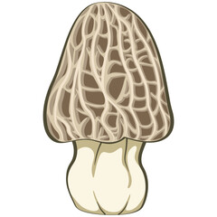 Morchella mushroom vektor illustration, work of hand drawn