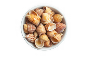 Overhead view of assorted seashells with spiral and ribbed patterns in a white bowl, detailed close-up shot, isolated on transparent background