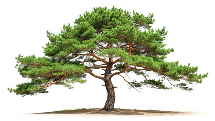 Majestic Pine Tree With Wide Branches on White Background for Nature Design and Landscape Concepts