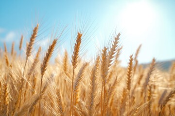 Fototapeta premium Golden Wheat Field Under Sunny Sky