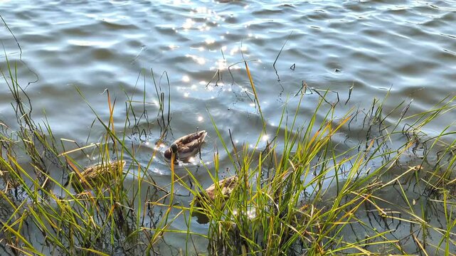 Peaceful moment as ducks swim near the grassy shore, gently rippling the water under soft sunlight. Nature calm unfolds in every movement and reflection. Birds in the lake.