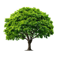A beautiful green tree with a full canopy stands tall and proud on isolated background