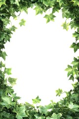 Lush Green Ivy Frame Against White Background Overhead Shot Natural Border for Text or Image Overlay