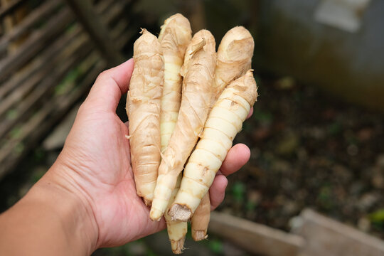 Angkrik or Maranta arundinacea plant, also known as or arrowroot. Its main benefit is as a natural remedy for treating stomach acid, ulcers, and other digestive disorders.