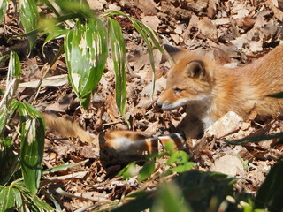 無邪気な子ぎつね