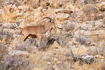 bighorn sheep on mountainside