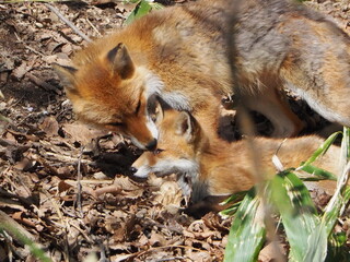 親子のキタキツネ