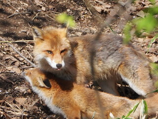 親子のキタキツネ