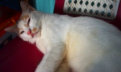 cute white cat with orange pattern sleeping on chair
