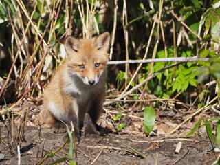 Fototapeta premium 無邪気な子ぎつね