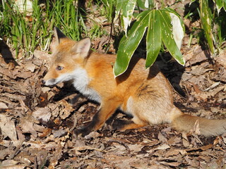 無邪気な子ぎつね