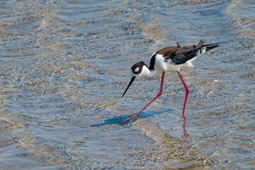Black-necked stilt