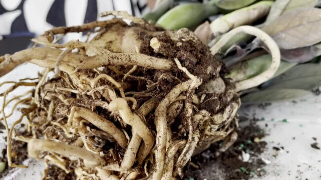 4k macro view of zamioculcas raven root system during repotting, close-up of healthy tubers and roots, home gardening and indoor plant care for black zz variety