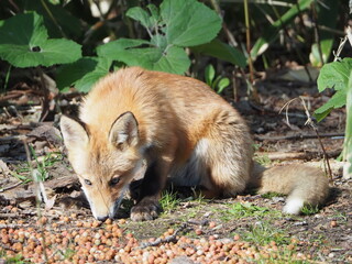 誰かに餌付けされている仔狐