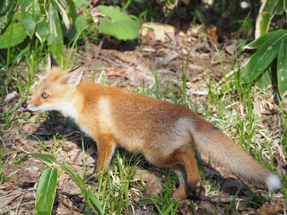 鼻先が泥まみれの仔狐