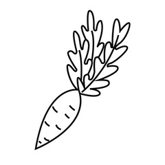 Carrot line isolated on white background. A bountiful harvest. Vector illustration