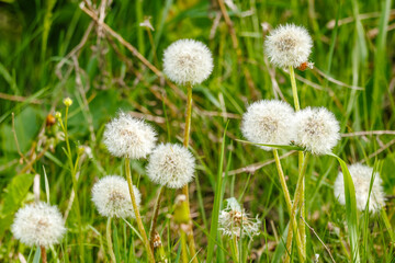 Mature Dandelion Seed Heads in Green Grass