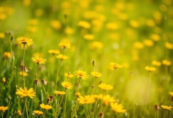 Obraz premium Sunlit meadow ablaze with vibrant yellow buttercups, soft focus background, bloom, soft