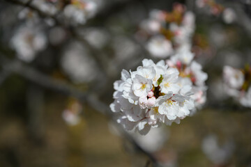 神奈川の桜