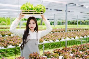 Woman Harvesting Fresh Lettuce in Modern Hydroponic Farm Greenhouse