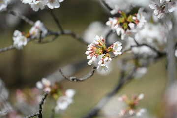神奈川の桜