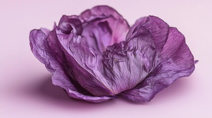 Obraz premium Beautiful purple dried flower resting on soft pink backdrop showcasing delicate textures and colors