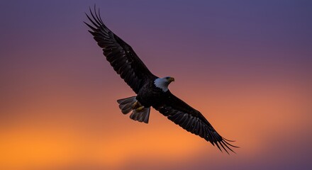 Majestic Bald Eagle Soaring Against a Vibrant Sunset Sky
