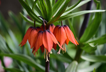 Fritillaria imperialis - Kaiserkrone 