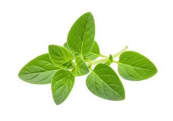 Fresh oregano herb plant closeup isolated on transparent background